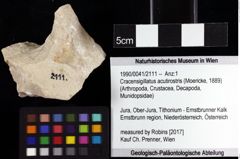 Foto (Objket + Etiketten) von Cracensigillatus acutirostris (Moericke, 1889) 